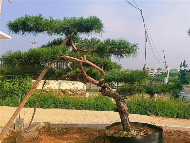 濟(jì)寧景觀松基地 濟(jì)寧景觀松基地