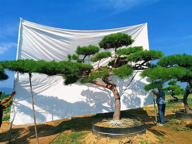 景觀松基地 景觀松基地