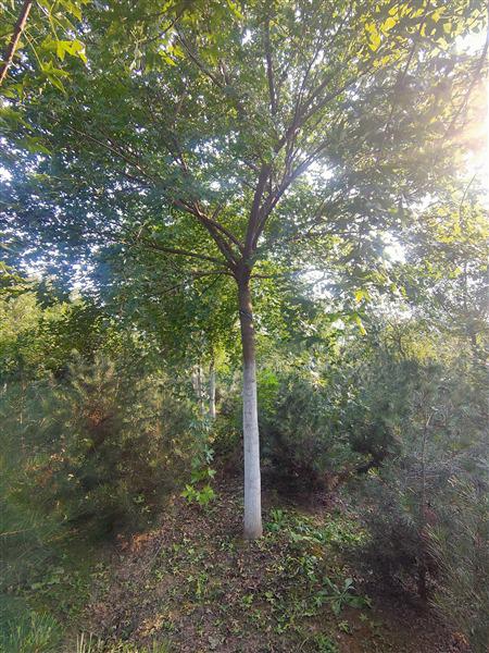 五角楓價(jià)格 五角楓價(jià)格